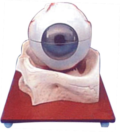 HUMAN EYE WITH LID